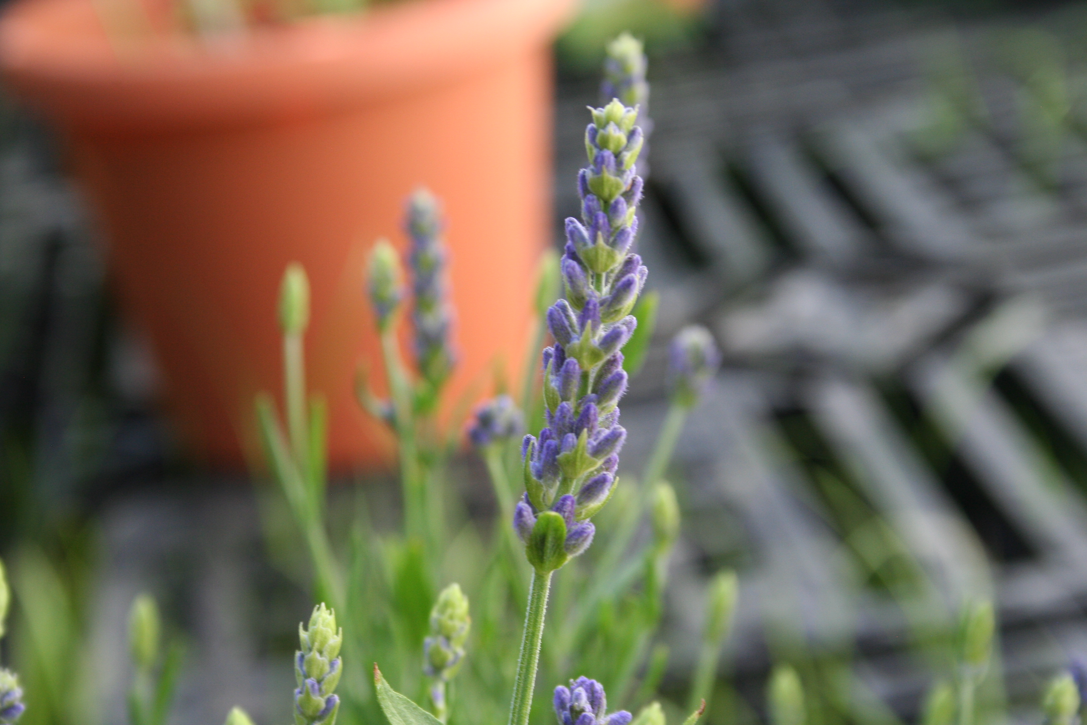 Plant and nature photography sample