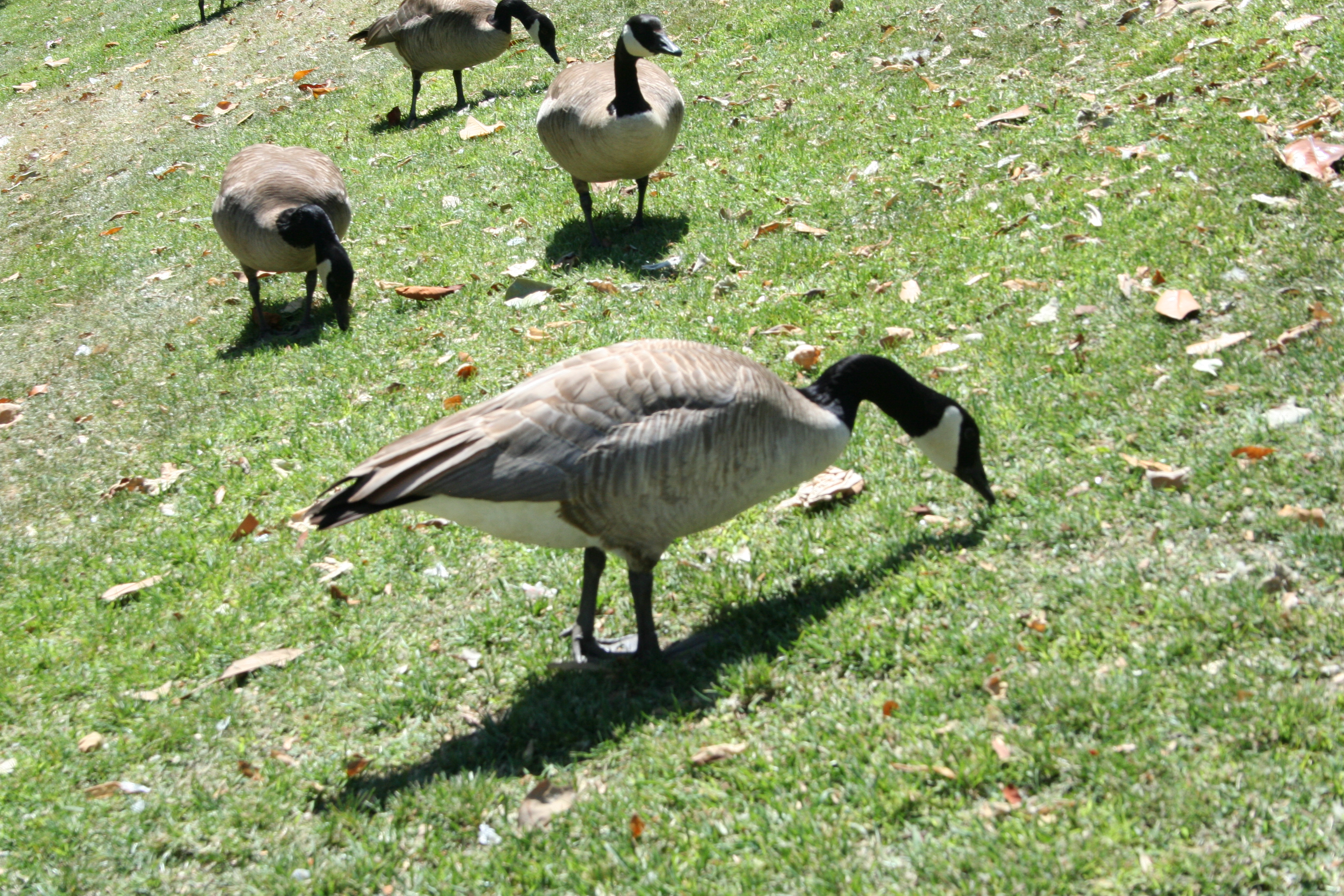 Wildlife photography sample from MaxxedPix