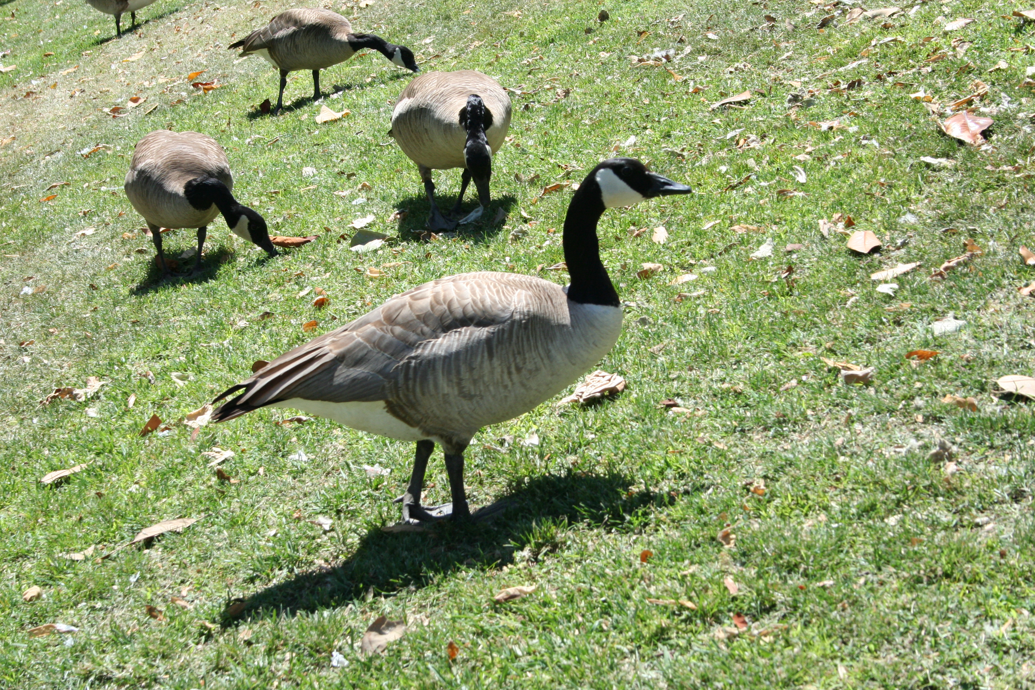 Wildlife photo example during warm evening light